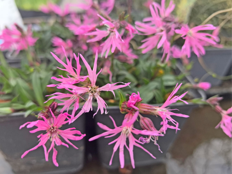 Zwergkuckucksblume - Lychnis flos cuculi nana